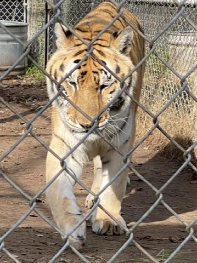 Discover the Catty Shack Ranch Wildlife Sanctuary