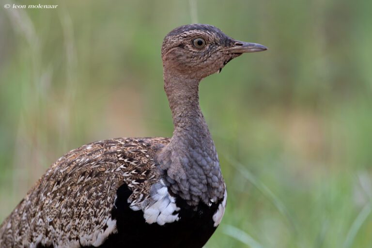 Get Wild: A Hilarious Guide to Untamed Adventures!