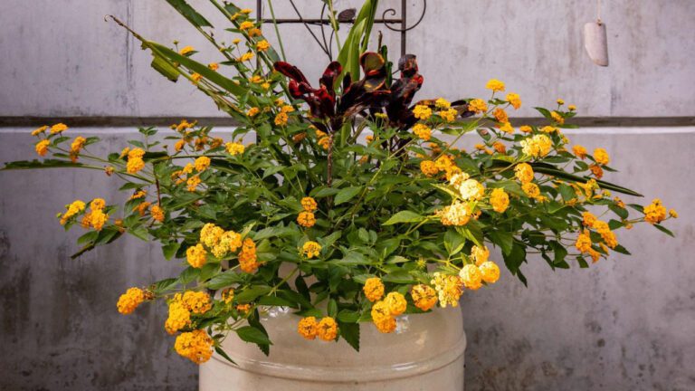 Keeping Deland Families Healthy & Happy!