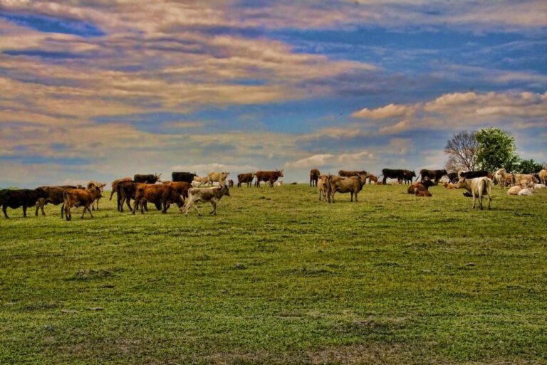 Discover Morning Star Ranch: A Serene Escape