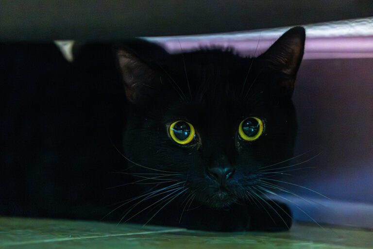 Explore Atlanta’s Diverse Habitats: A Guide