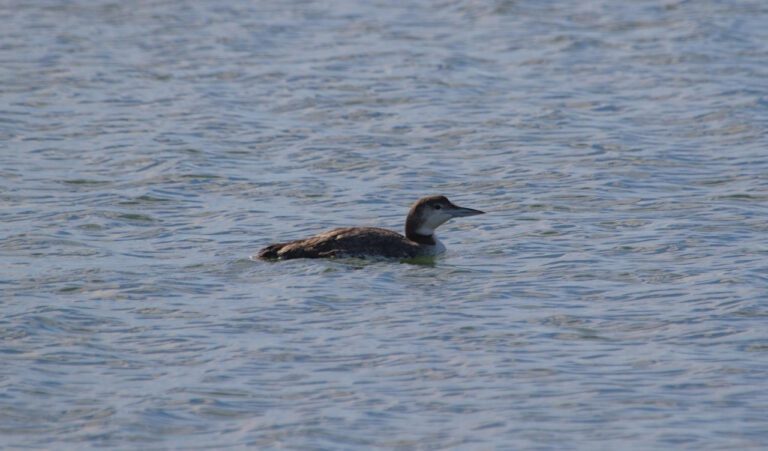 Dive into Texas Aquatics: A Splash of Fun!