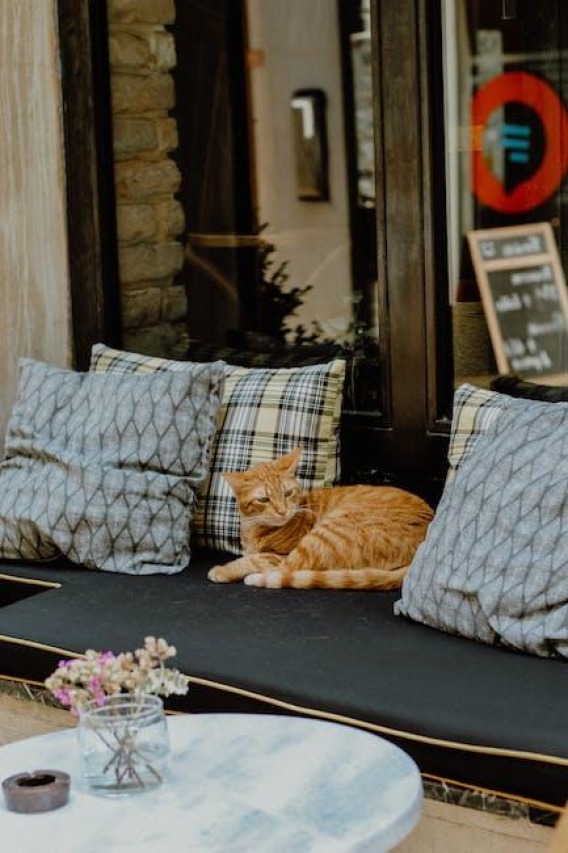 Cat Cafe Craze: Pawsitively Purrrfect Spot in L.A