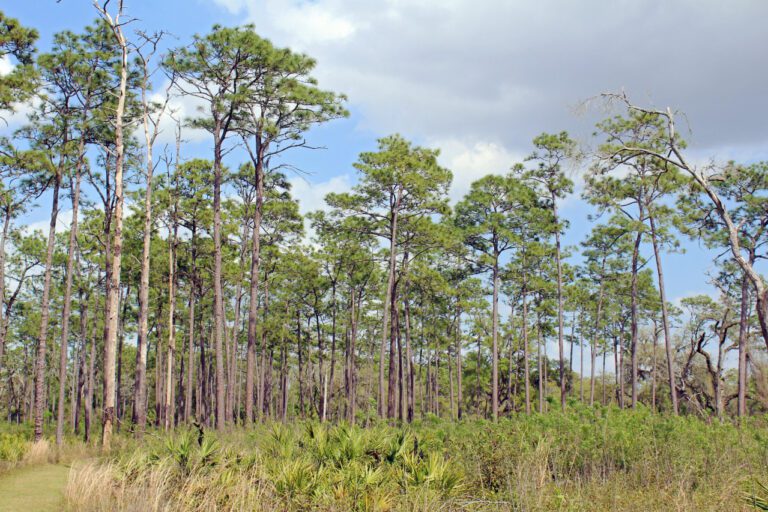 Discover the Charm of Bushnell Park Hartford CT