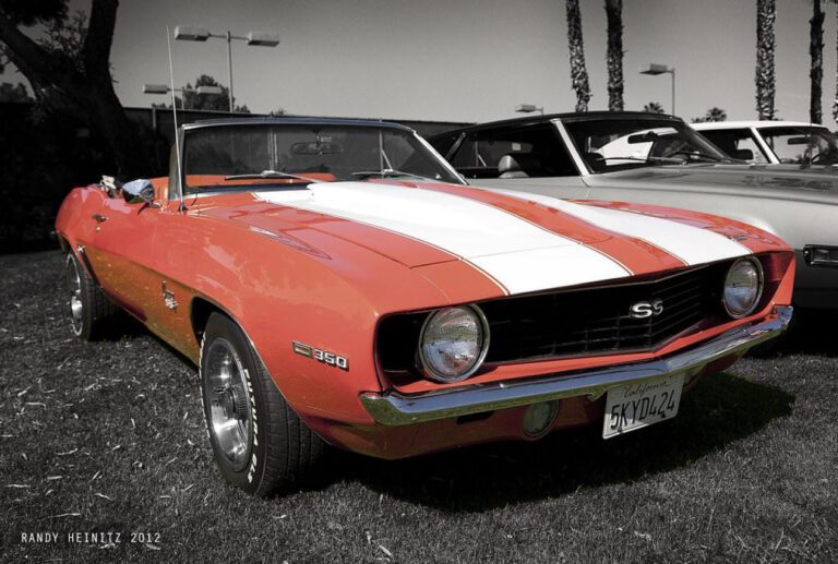 Pawsitively Hilarious: Your Guide to the Palm Springs Animal Shelter