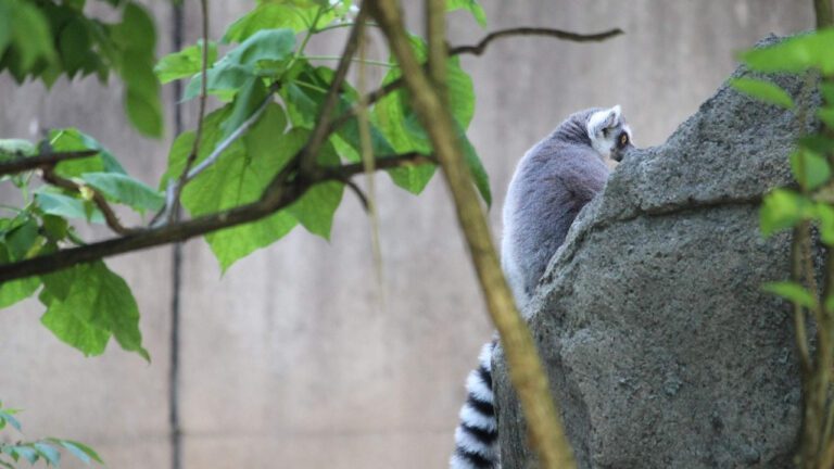 Discover the Best of Zoo Knoxville: A Complete Guide