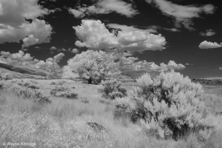 Exploring the Treasures of Maryhill Museum of Art