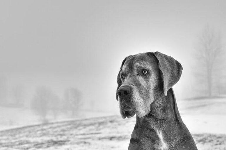 Barking News: Celebrate World Dog Day with Pawsome Pups!