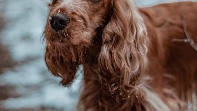 The Heartbreaking Impact of GC Backlog in India