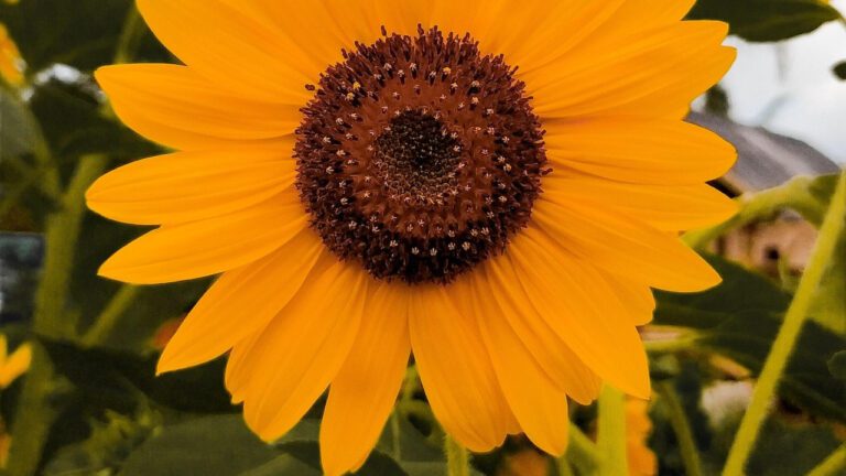 Unraveling the Hilarious History of Vande Mataram Lyrics