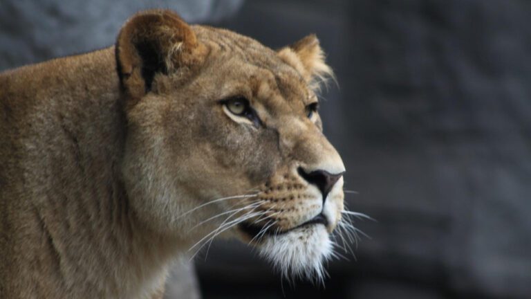 Captivating Lioness and Cub Pics: A Bond Like No Other