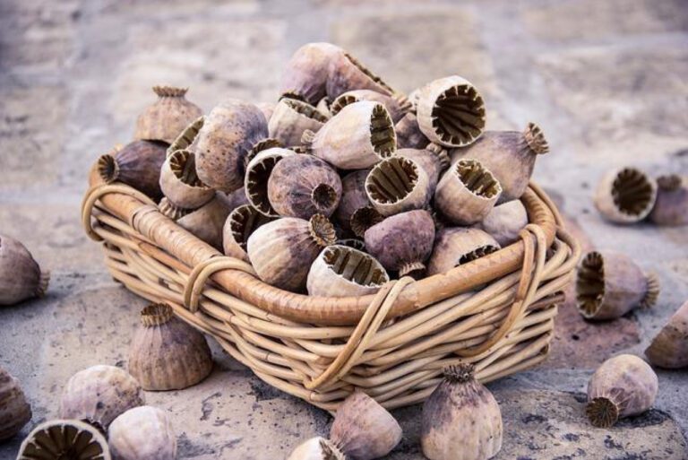 Discovering the Humorous Meaning of Opium in Hindi