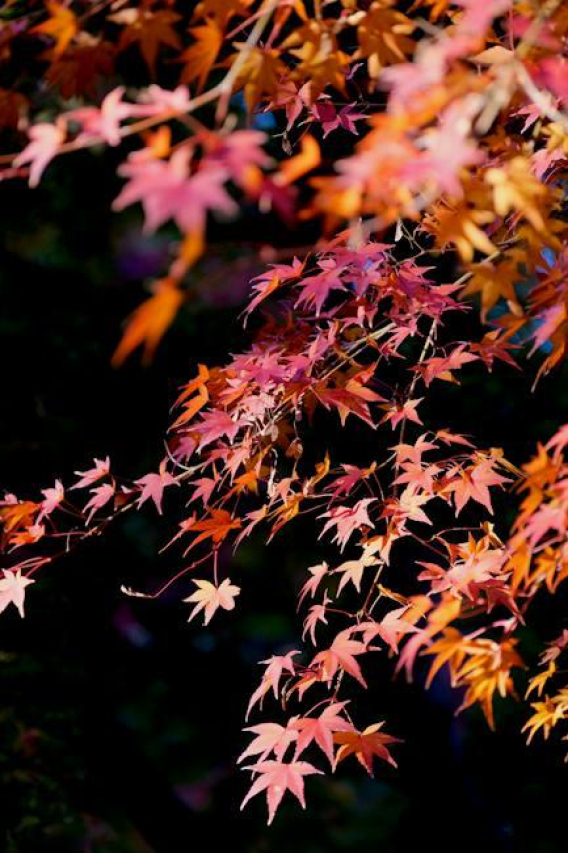 Why Bigg Boss Marathi Season 5 Is the Most Explosive Yet