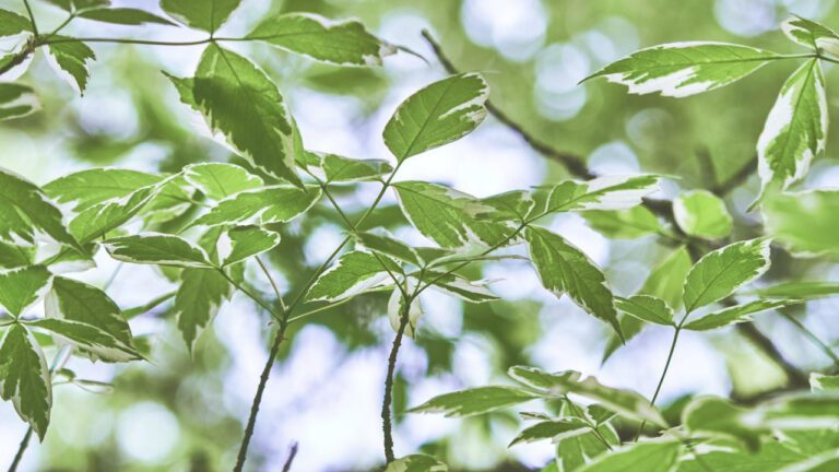 The Remarkable History of Vamika Kohli: A Look Back