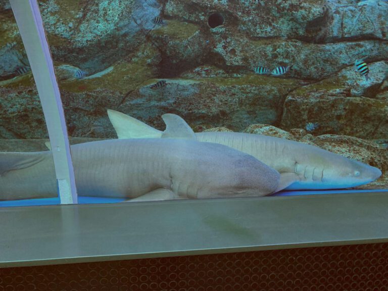 Debunking the Myth: Emotional Defense of Sharks’ Belly Buttons