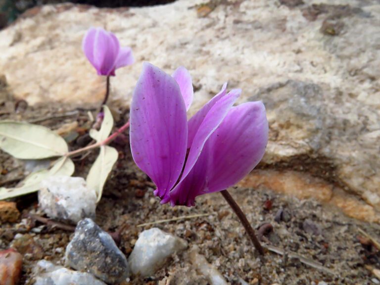 The Ancient Tale of the Frog and Scorpion