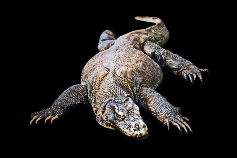 Devastating Effects of Damaged Ear Wrestling: A Cautionary Tale