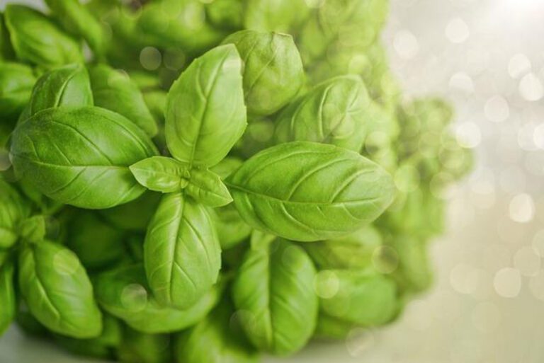 The Story of Basil in Hindi: A Historical Perspective