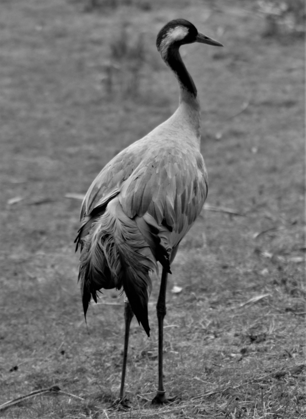 Exploring the Evolution of Lupus Memes