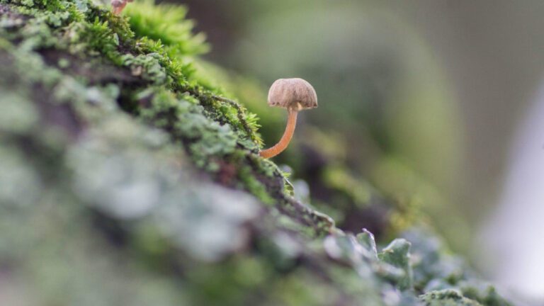 Exploring the Enigmatic Spanish Moss Trail