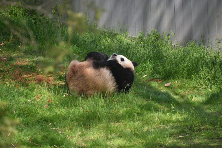 Exploring the Rich History of Rolling Hills Zoo