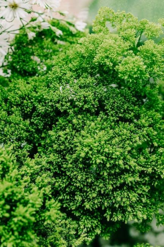 Discover the Fascinating History of Leach Botanical Garden