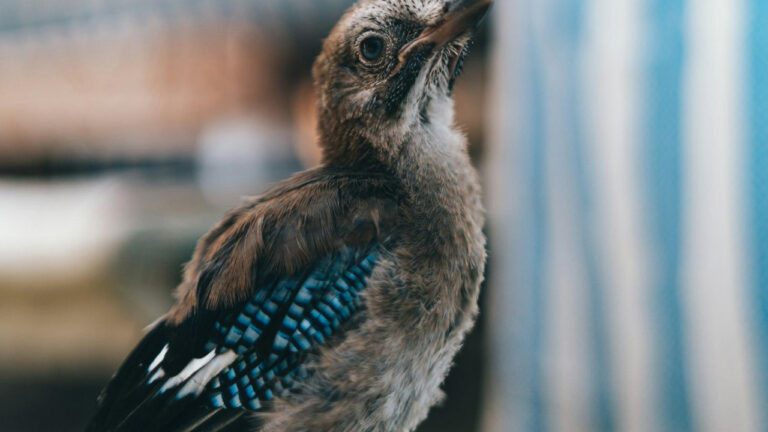 The Fascinating Life of Big Jay Oakerson’s Wife: A Closer Look