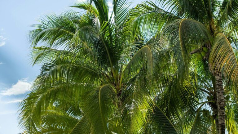 Lexi Rivera and Andrew: The Truth About Their Marriage