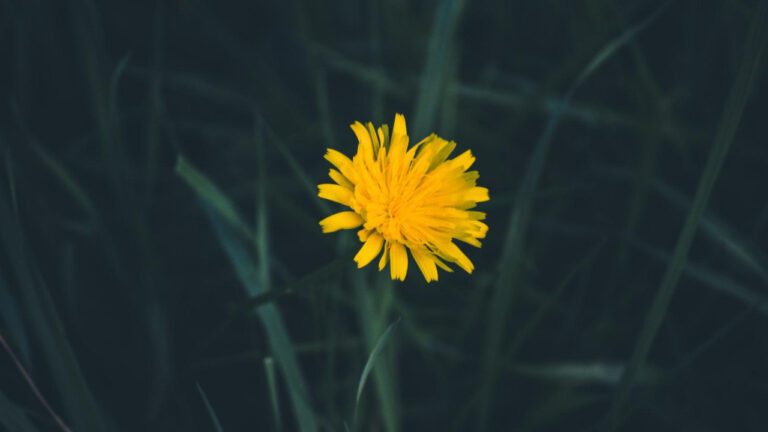 Lala Anthony’s Height: How Tall is the Empowering TV Star