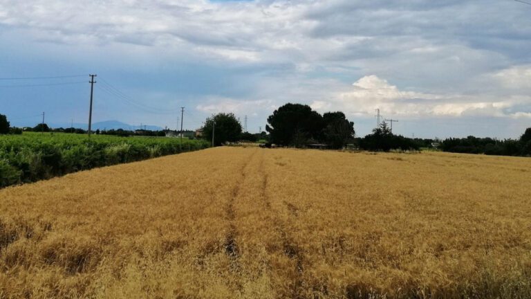 The Truth About Randy Owen’s Daughter