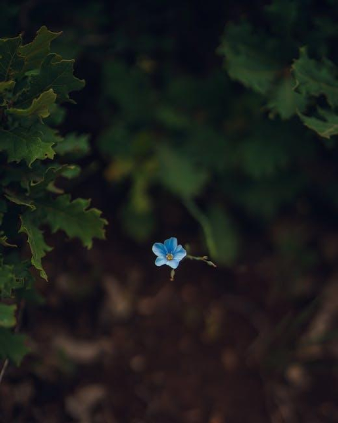 Emmanuel Lewis: An Overview of His Children