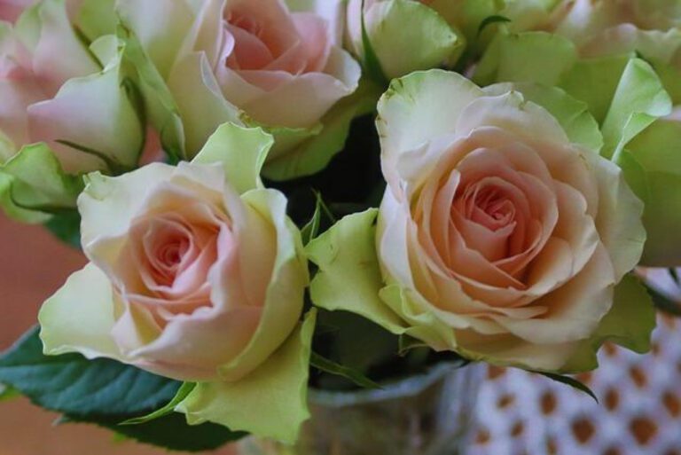 Bankroll PJ Mom: How One Mother Managed to Fund Her Son’s Passion