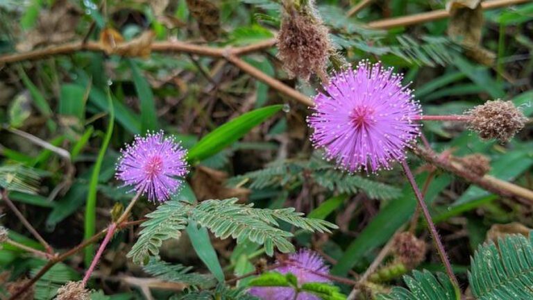 Unveiling Princess Mae’s Age: A Royal Revelation