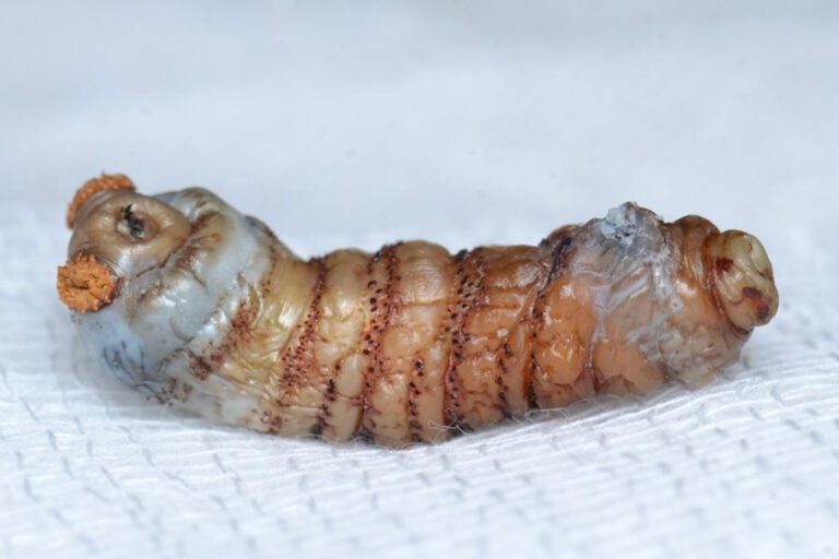 Terrifying Botfly Larva: A Deadly Threat or Just Misunderstood