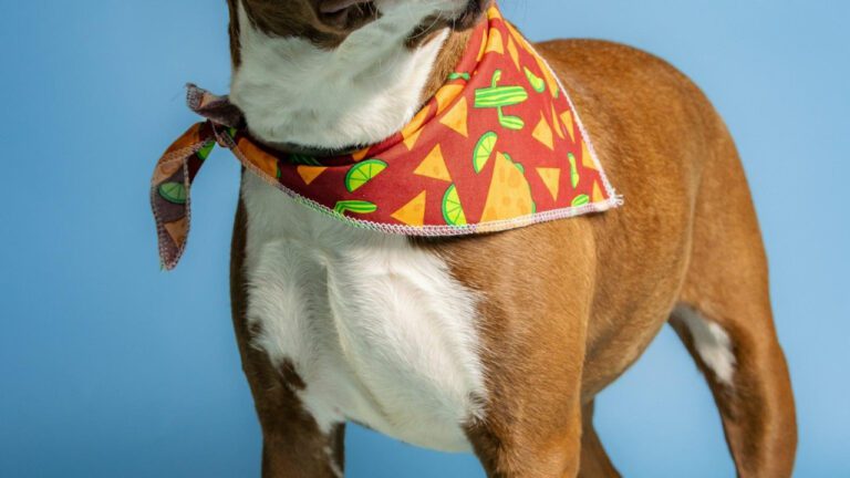 Exploring Sherri Shepherd’s Impressive Net Worth