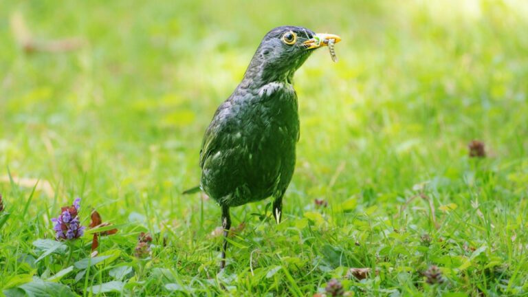 Parker Schnabel Height: How Tall is the Mining Sensation