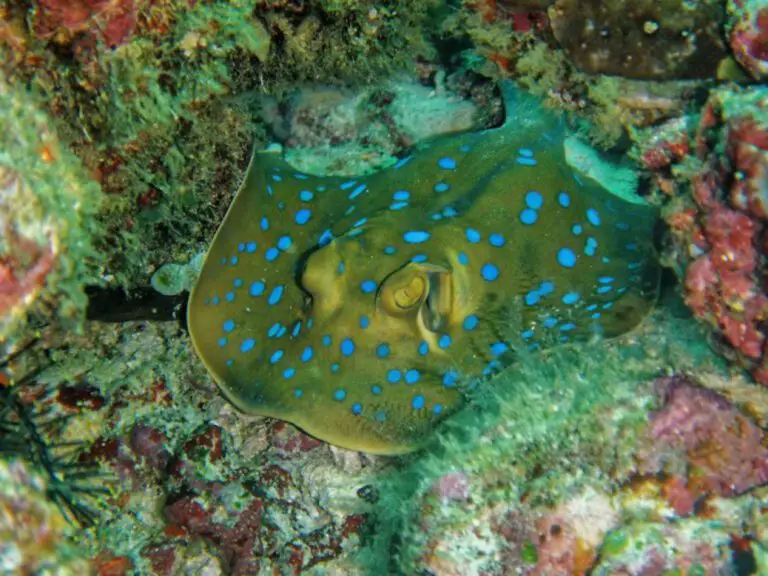 The Fatal Sting: Tragic Death Caused by a Stingray