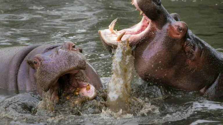 The Fascinating Life Story of Humphrey Hippo: A Brief Biography