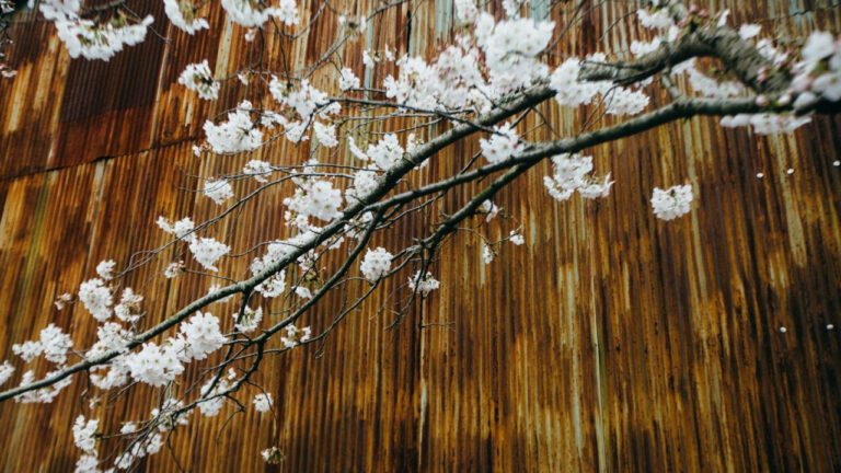Mesmerizing Beauty: The Allure of Cherry Blossoms at Night