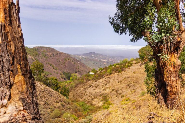 Captivating La Lechuza Pictures: Unveiling the Haunting Beauty