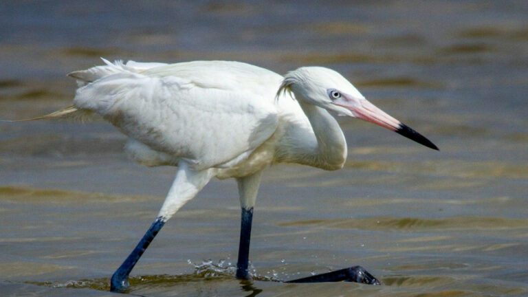 The Enigmatic Life of Mollie Maggia: A Unique Biography