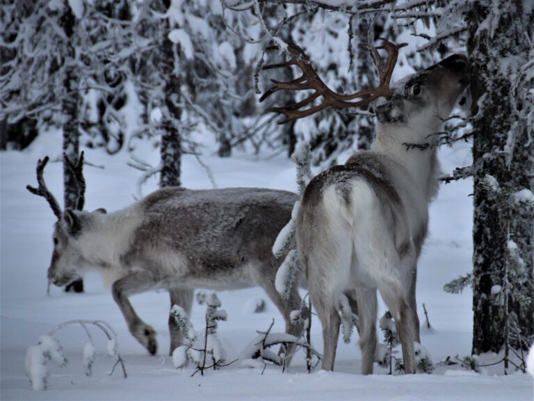 Exploring the Habitat of Botflies: Where They Are Found
