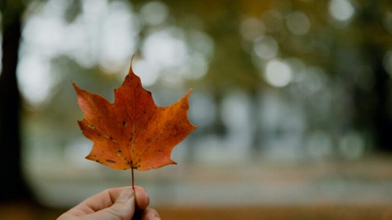 The Real Donnie Brasco: A True Story