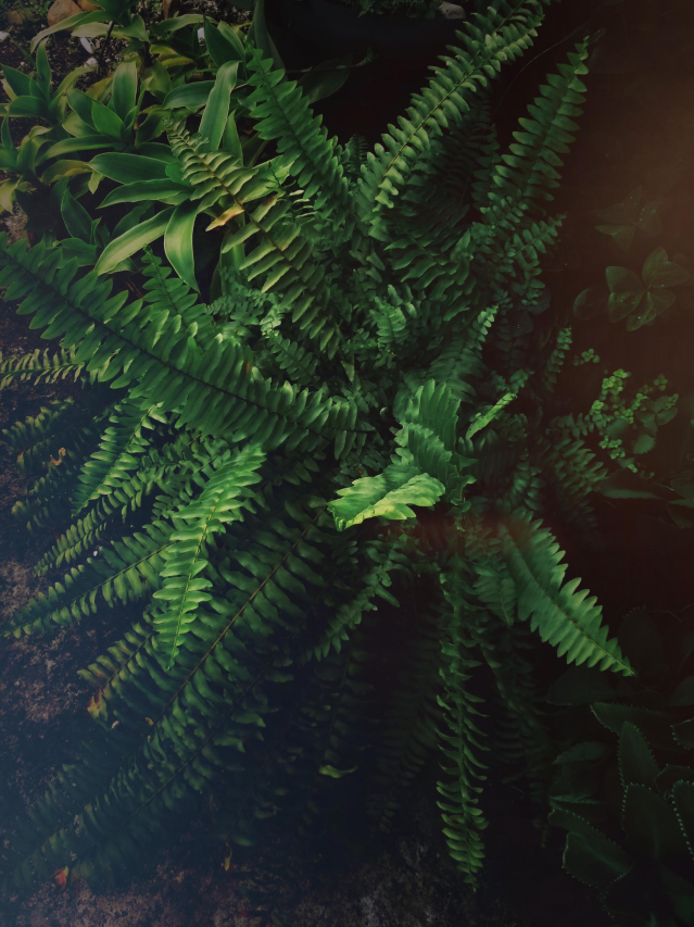 The Lechusa: A Mysterious Creature of Folklore