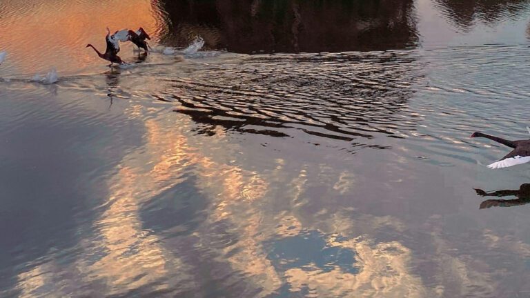 Mamah Borthwick Cheney: The Life of a Remarkable Woman