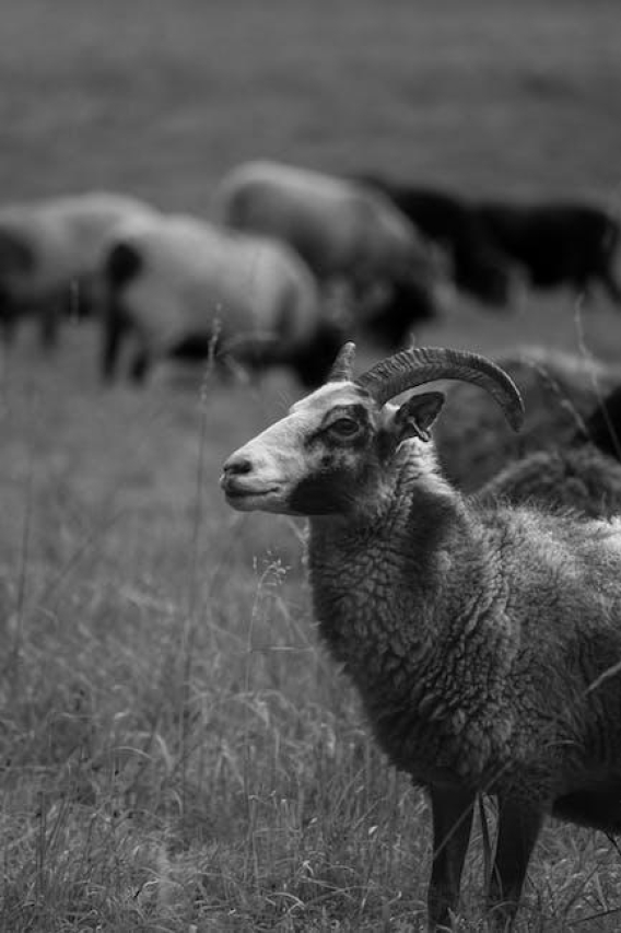 Buck Barrow: The Untold Story of Bonnie and Clyde’s Forgotten Brother