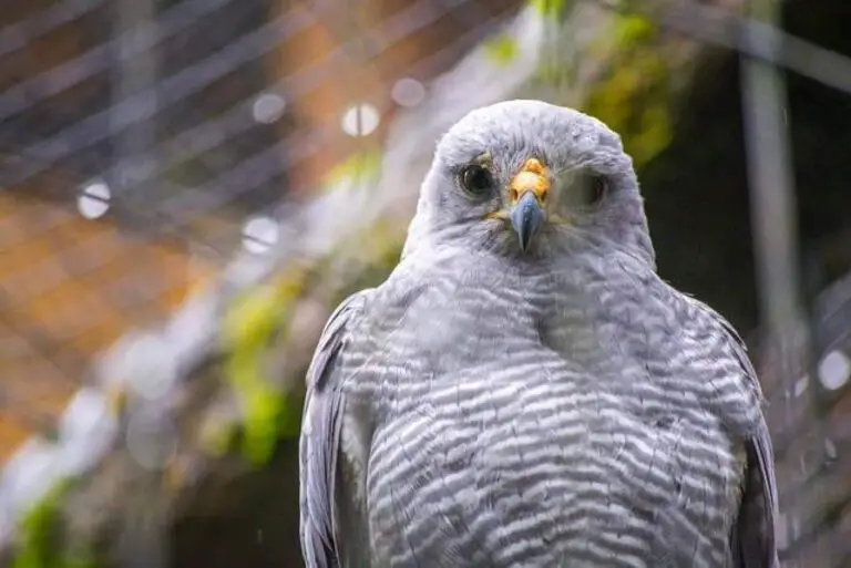 The Fascinating Story of the Lechuza Bird