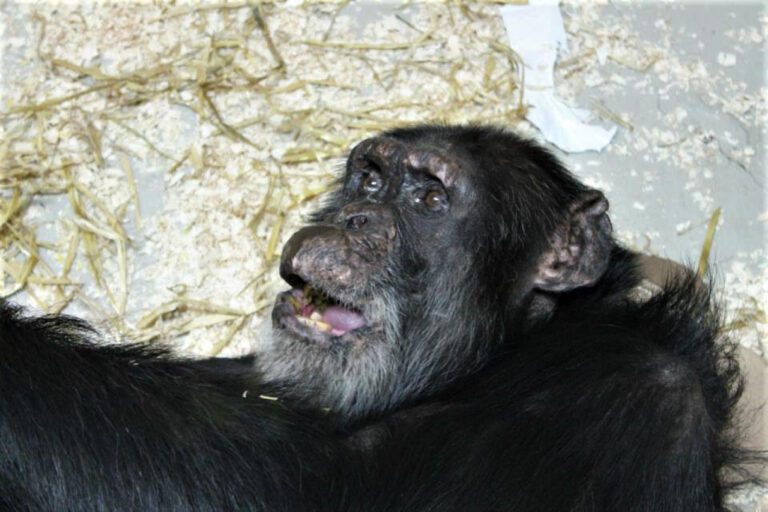 Travis the Chimp Attack: A Tragic Lesson in Exotic Pet Ownership