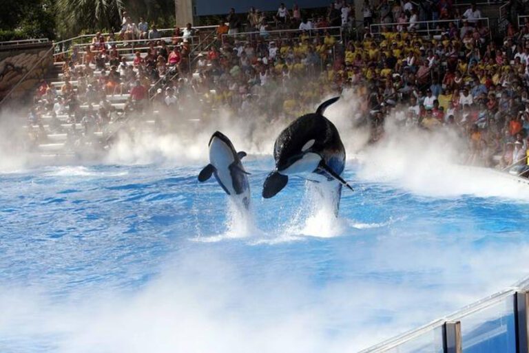 The Tragic Fate of Shamu: What Really Happened