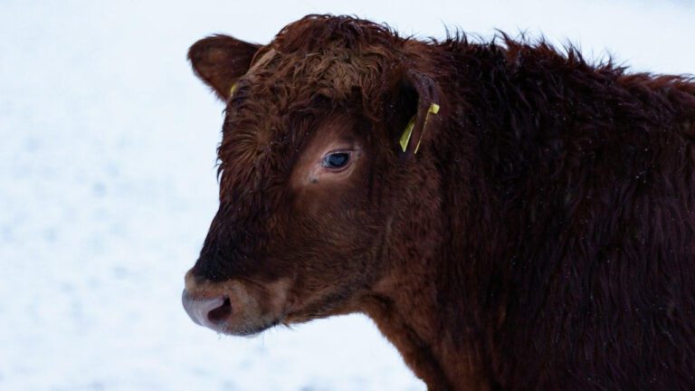 Unveiling the Controversial Truth About Shadee Monique: A Deep Dive into the Wiki